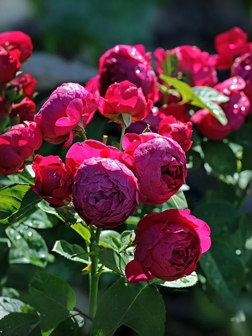 Роза чайно-гибридная Аскот