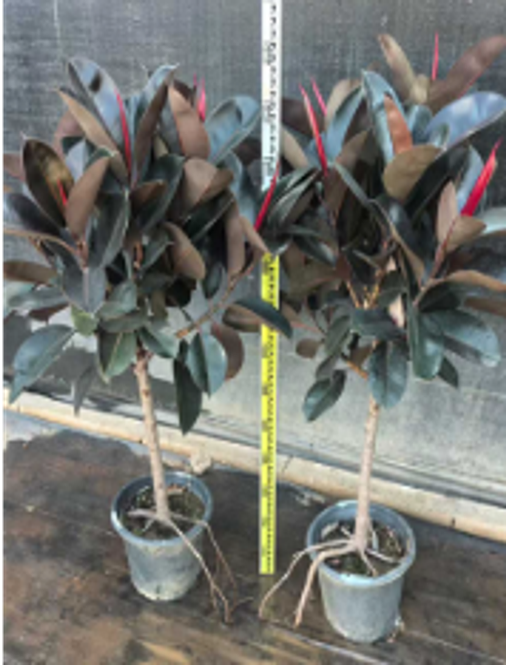 Фикус на штамбе Robusta д.30