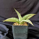 Сансевиерия FIREWORK