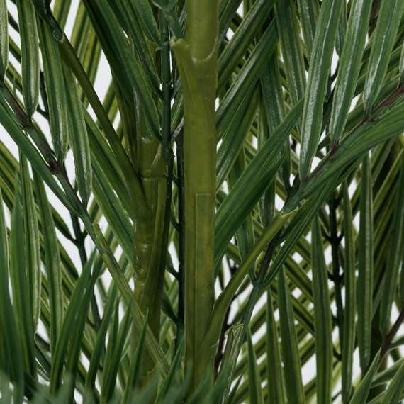 Ховея Пальмовая высота 178 см