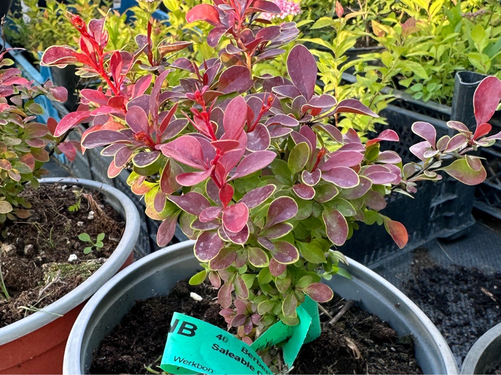 Барбарис Atropurpurea Nana Р12