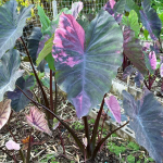 Колоказия PHUSA DIAMOND