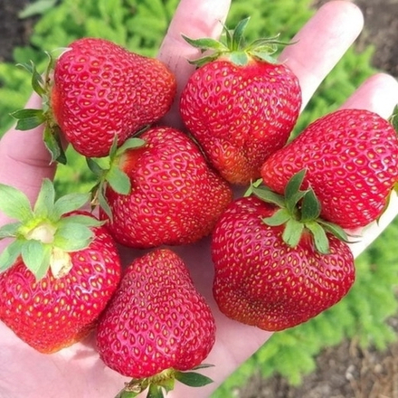 Земляника средняя Лакомка Р9