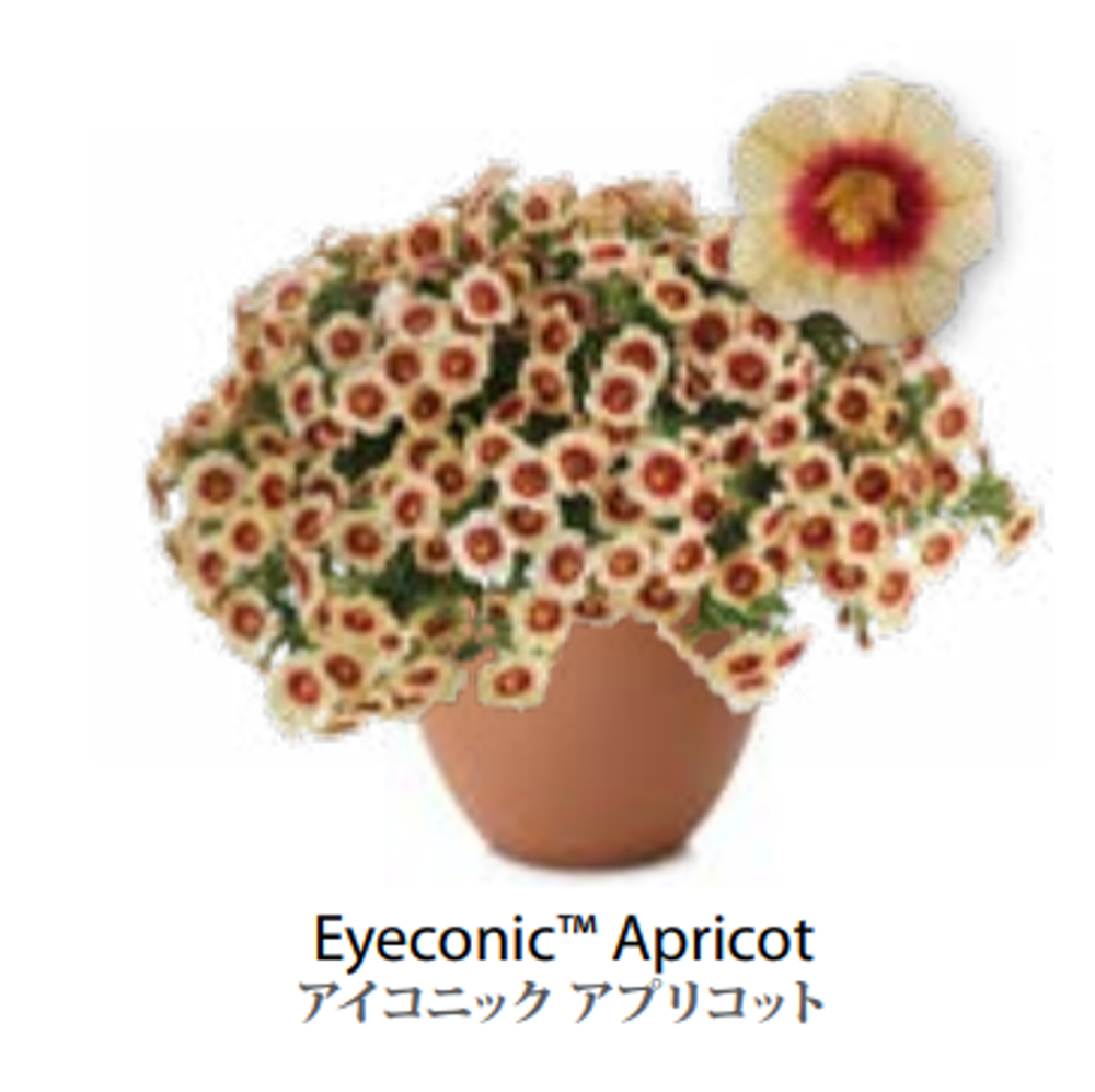 ЕВРО Calibrachoa Eyeconic Apricot укорененный черенок ноябрь