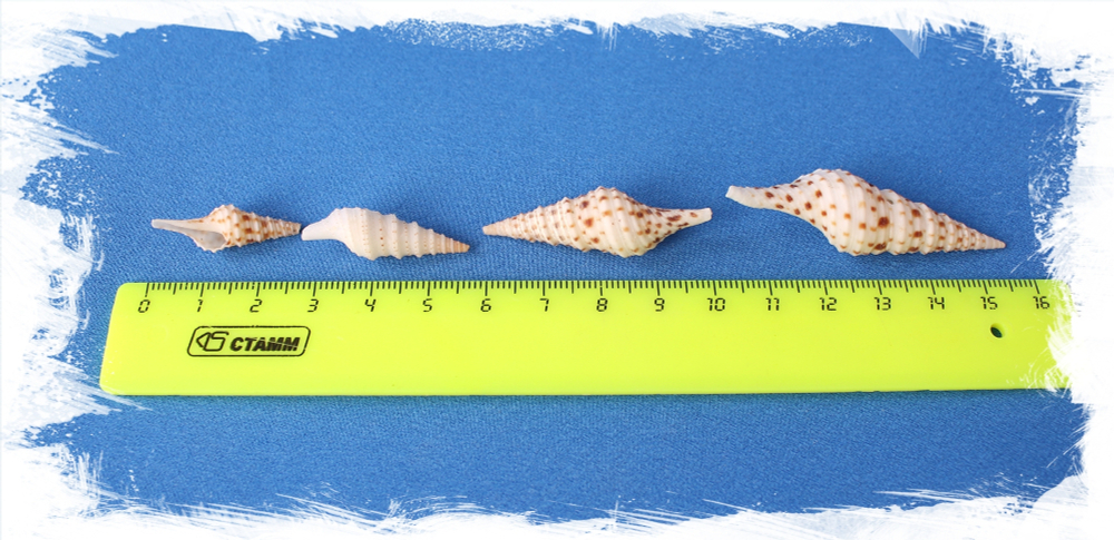 Лофиотома Акута