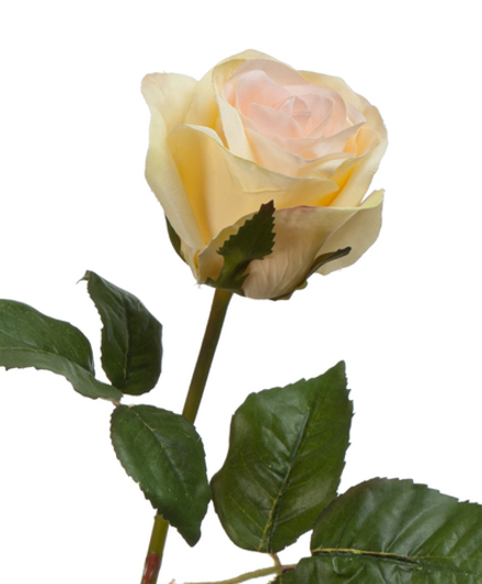 Роза Джулии нежно-персиковая с лимонным, в-53 см
