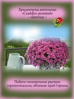 Хризантема Скайфол Розовый ампельная