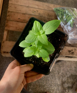 Базилик греческий в горшке