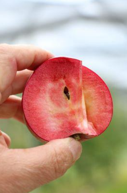 Яблоня традиционная красномясная (среднерослая 54-118, ММ 106) Эдерман