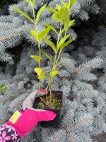 Флокс "НИКОЛЬСКИЙ"