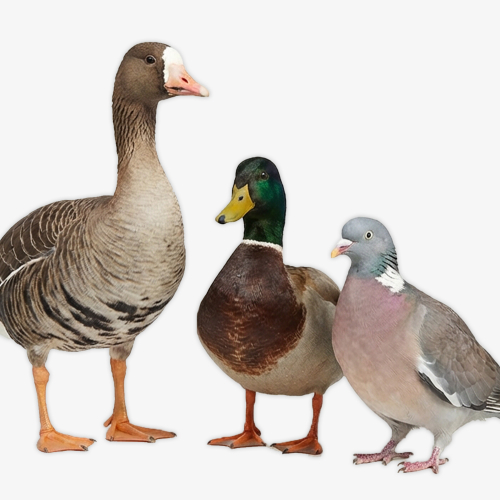 Чучела птиц