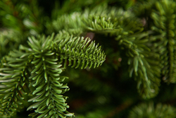 Ель Нормандия Стройная 120см темно-зеленая Triumph Tree