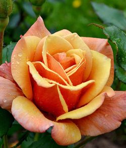 Роза Бель Эпок С7 Закупка М57 июнь 2026