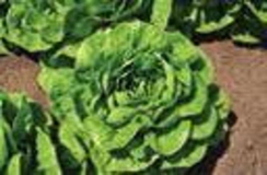 Нога семена салата ромэн (Hazera / Хазера)