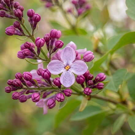 Отдушка CS - Французская Сирень (French Lilac)