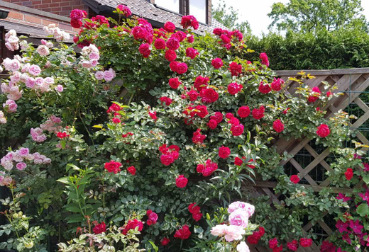 Роза Флорентина С7 Закупка М57 июнь 2026