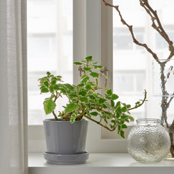IKEA CITRUSFRUKT  (ИКЕА СИТРУСФРУКТ)  -  Цветочный горшок с подставкой, серый, 9 см