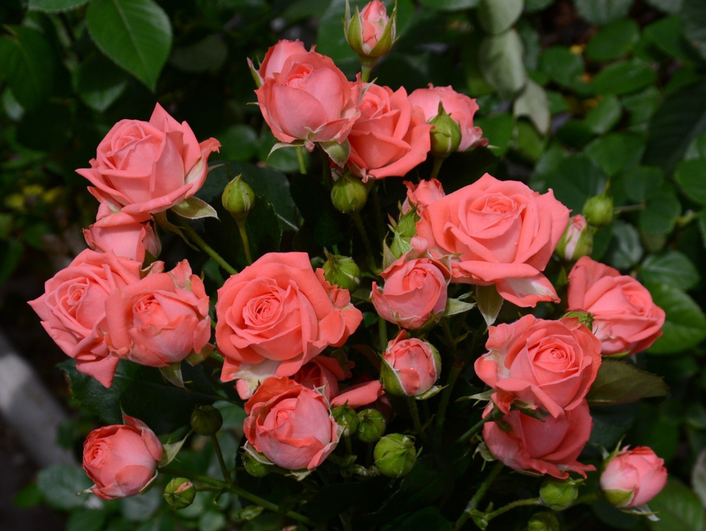 Роза «Барбадос» (Barbados) чайно-гибридная