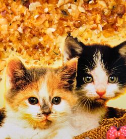 AMB-51/53 Картина «Дружная семейка котят и щенка» (с янтарной крошкой) дер.рамка 21х30