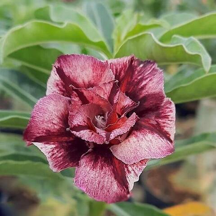 Адениум VELOUR DAWN