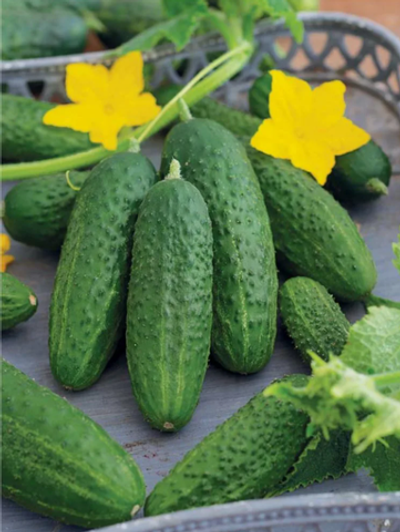 Огурцы Директор