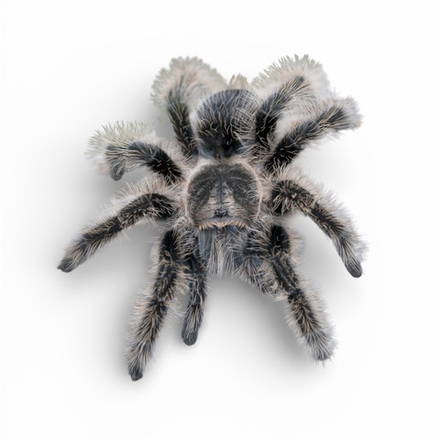 Паук-птицеед Tliltocatl (Brachypelma) albopilosum (Курчавоволосый паук-птицеед)