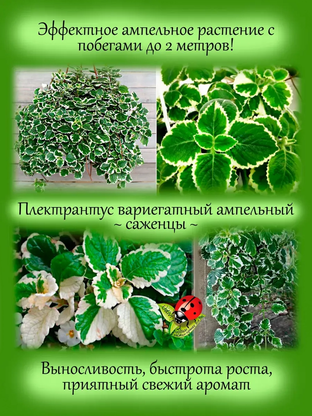 Плектрантус Вариегатный ампельный