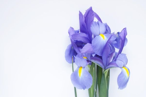 Как продлить жизнь срезанным ирисам: полное руководство по уходу