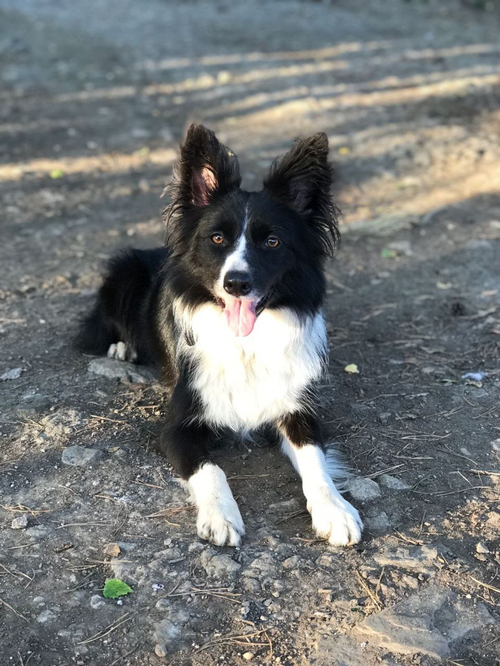 Дрессировка с передержкой