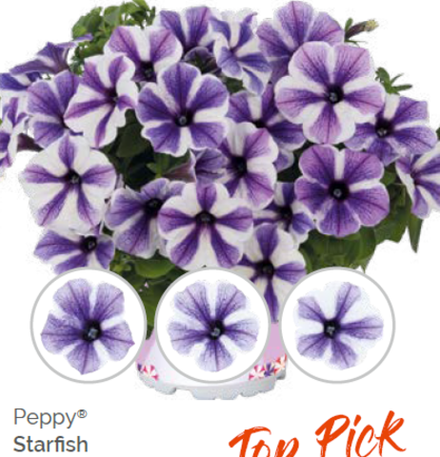 Петуния Peppy Starfish укорененный черенок ОКС февраль 26 Dummen Orange