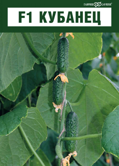 Кубанец F1 семена огурца партенокарпического (Гавриш) – фото 3