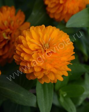 S7122 Цинния Double Zahara Orange Bright 5шт.