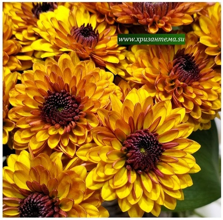 Хризантема кустовая Lexy 🌼 к.34 (временно нет в наличии)