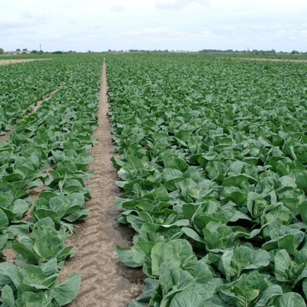 Капуста коническая б/к Сонсма F1 10шт Мировые Семена VITA GREEN