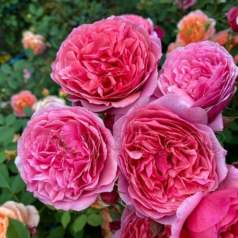 Ладюри (Laduree)