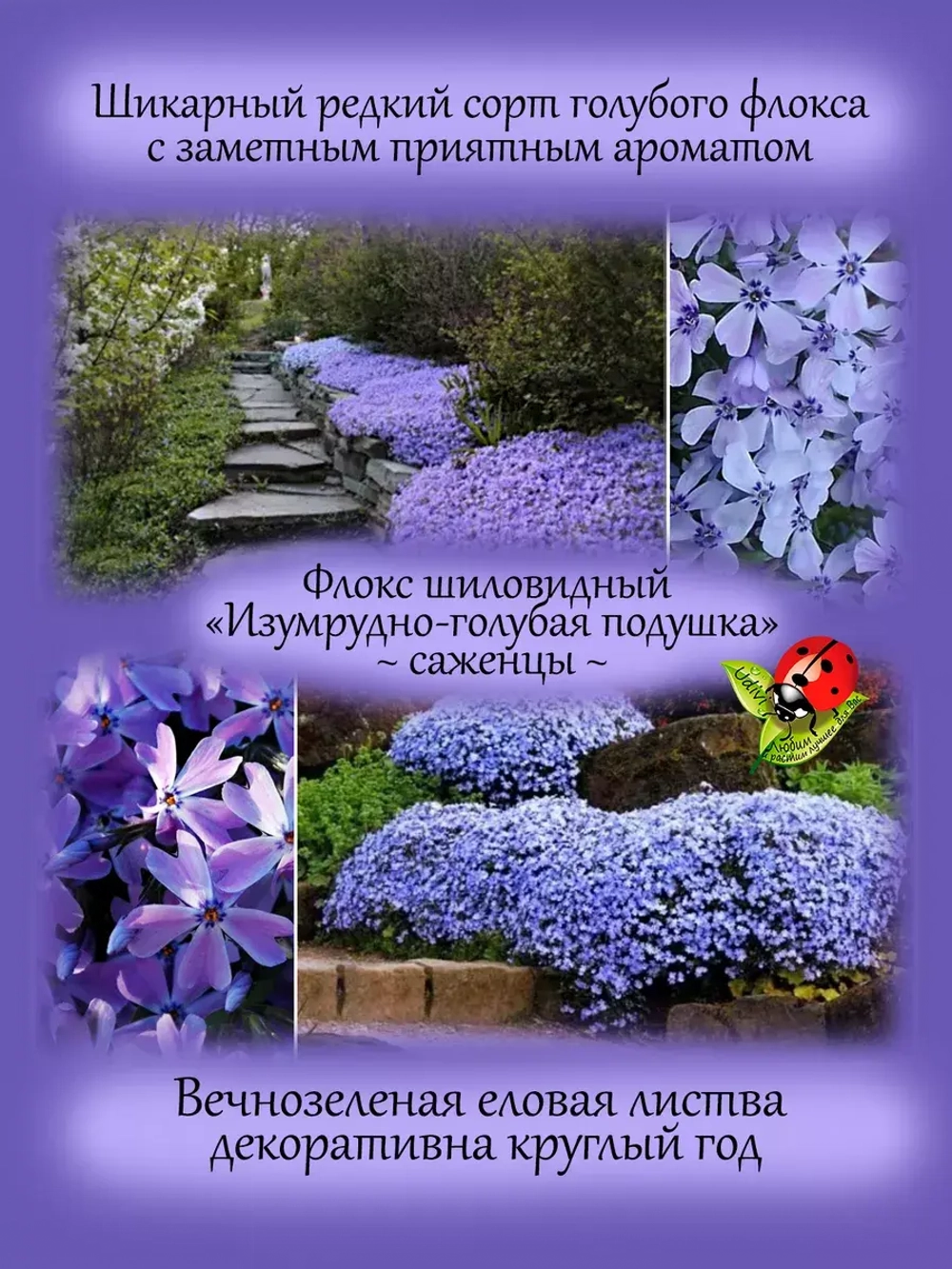 Флокс Эсмеральд Кашен Блю шиловидный голубой