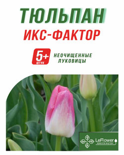 Тюльпан Луковица, Икс-Фактор, 5+ шт