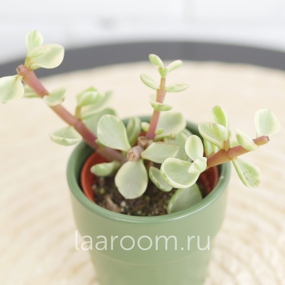 Крассула Афра Вариегата