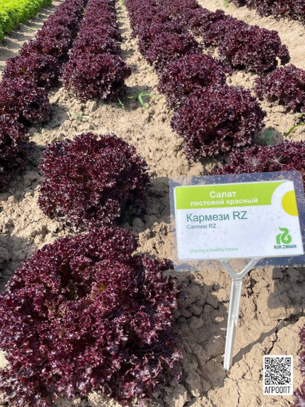 Кармези семена салата лолло росса (Rijk Zwaan / Райк Цваан) в поле – фото 14