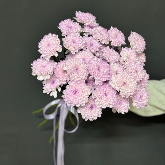 Сиреневые хризантемы