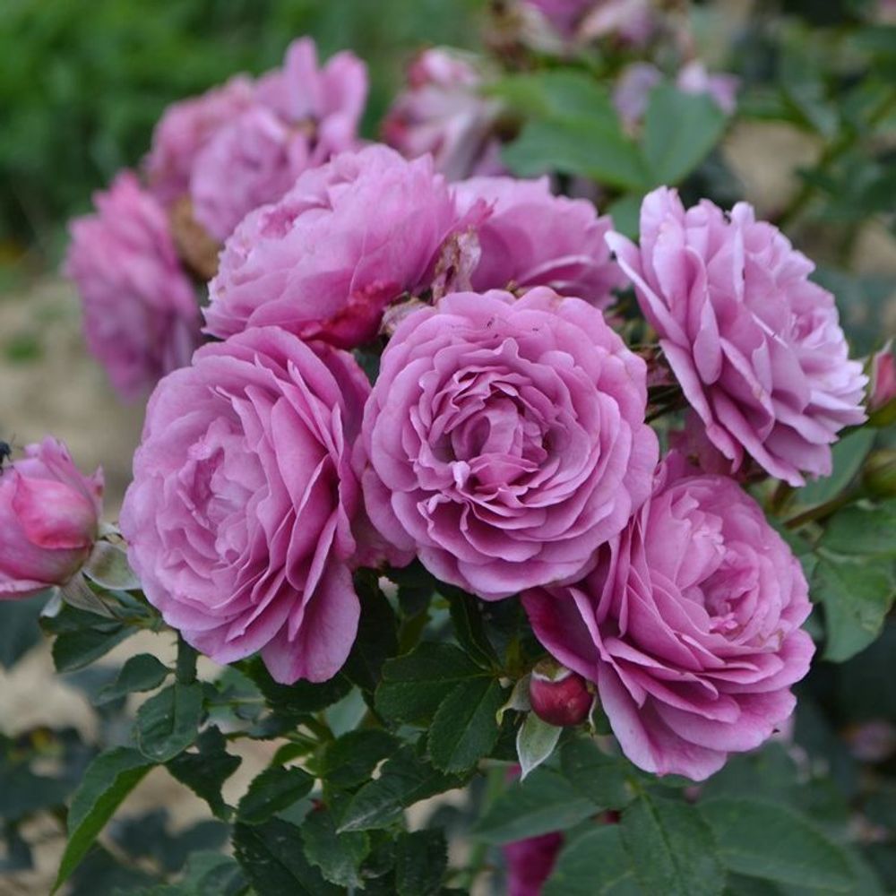 Роз Тэльма (Rose Thelma)