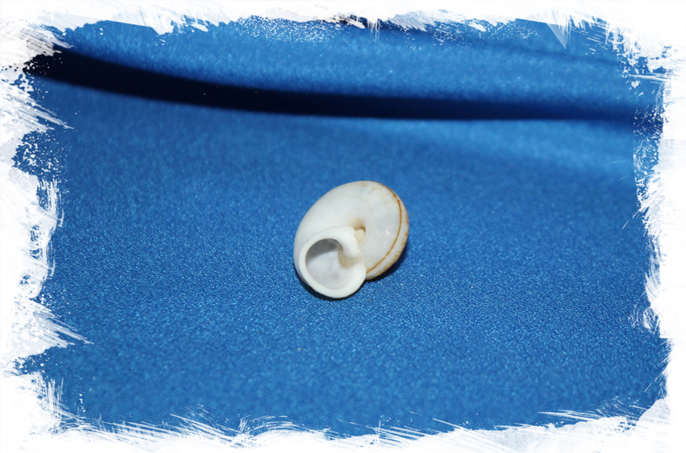 Циклофорус лингаиферус (Cyclophorus linguiferus)