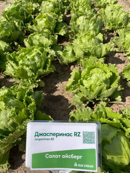 Джасперинас семена салата айсберг Rijk Zwaan-Райк Цваан купить оптом