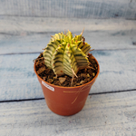 Euphorbia meloformis f. Variegated (Эуфорбия вариегатная)