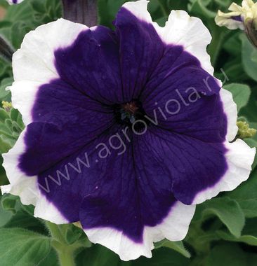 S6015 Петуния кустовая Grandiflora Frost Blue 100 шт.