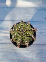 Gymnocalycium T-Rex Pink hybrid (Гимнокалициум)