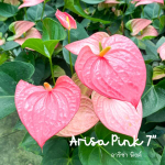 Антуриум Андре ARISA PINK