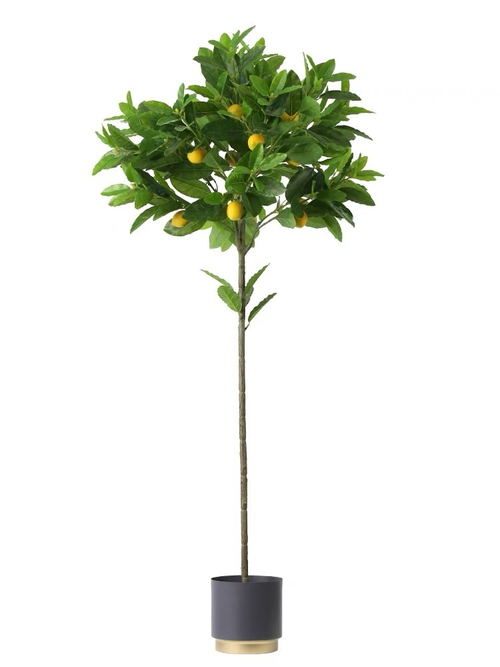 Лимонное дерево с плодами на штамбе 170 см