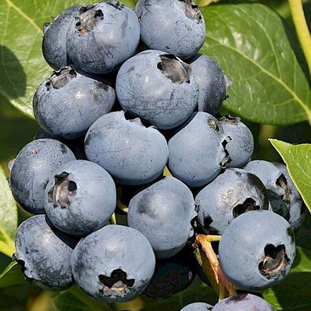 Голубика Сиерра