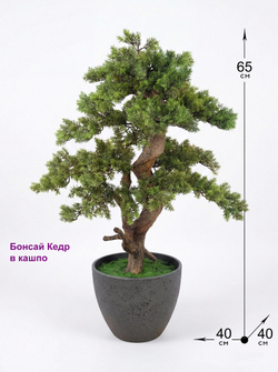 Бонсай Кедр 65см в кашпо Лофт Нео
